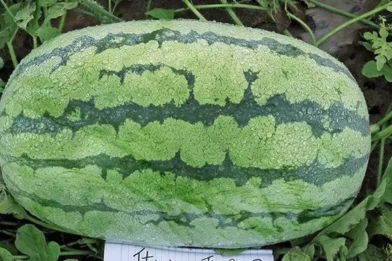 西瓜只為夏天而生嗎？