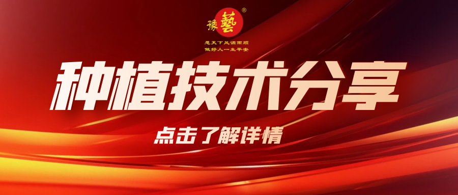 要想種出精品率高的胡蘿卜，這7點(diǎn)要注意！