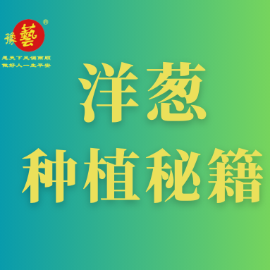 洋蔥種植秘籍：掌握這八點(diǎn)，種出優(yōu)質(zhì)洋蔥！